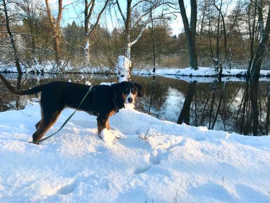 Die Dogorama Kalender Challenge Teil 2/4-Beitrag-Bild