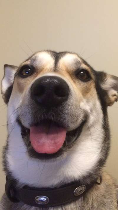 Hunde Porträt (Portrait) Galerie....-Beitrag-Bild