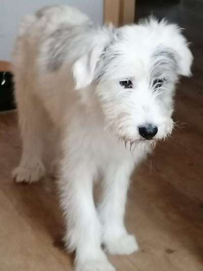 Auslandstierschutz-Beitrag-Bild