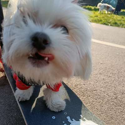 Postet das beste Foto von euren 4 beinern-Beitrag-Bild