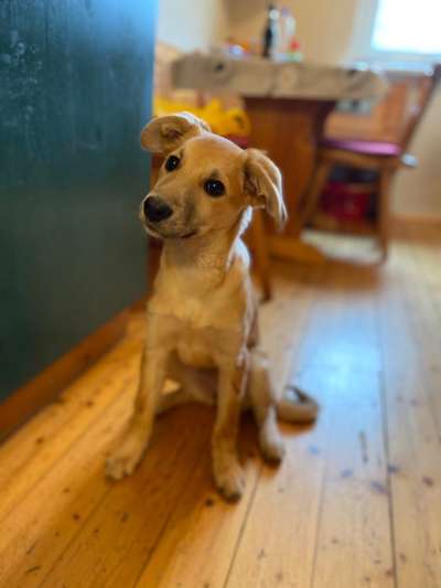 Welpen Bilder !-Beitrag-Bild