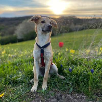 Welpen Bilder !-Beitrag-Bild