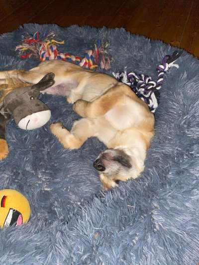 Welpen Bilder !-Beitrag-Bild