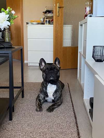 Französische Bulldoggen-Beitrag-Bild