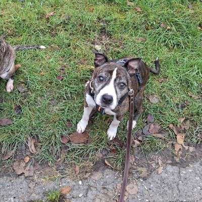 Hundetreffen-Socialwalk-Bild