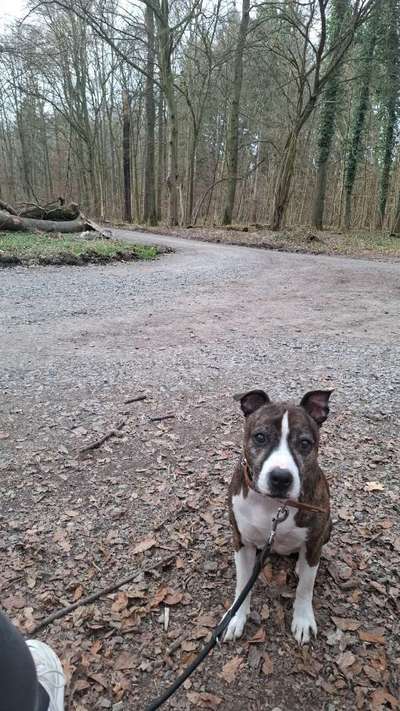 Hundetreffen-Gemeinsames Gassi gehen mit etwas Abstand-Bild
