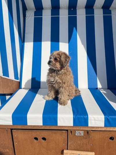 Maltipoo Freunde-Beitrag-Bild