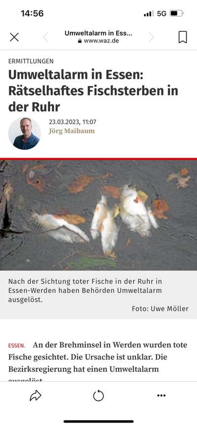 Giftköder-Tote Fische-Bild