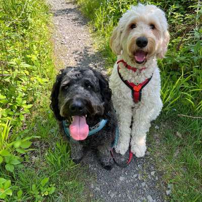 Hundetreffen-Gassirunden mit und ohne Leine, ggfs. Trainingseinheiten-Bild