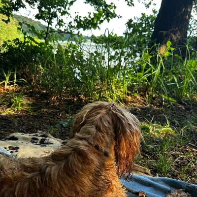 Hundetreffen-Seniorengruppe Spaziergang-Bild