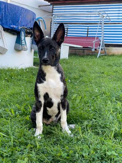 Mischlingshunde Foto Aufruf-Beitrag-Bild