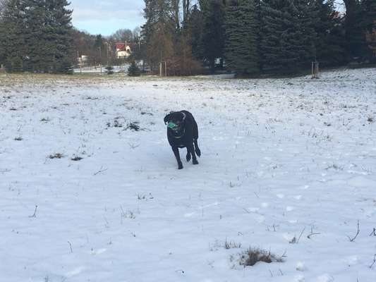 Hundetreffen-Hundetreff „Rote Mühle“-Bild