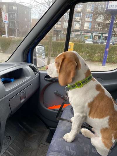 FOTOCHALLENGE 70 - Dein Hund im Auto-Beitrag-Bild