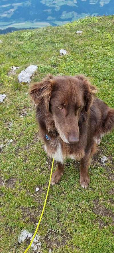 Mischlinge raten - Rätselspaß-Beitrag-Bild