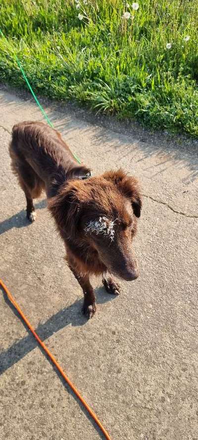 Mischlingshunde Foto Aufruf-Beitrag-Bild