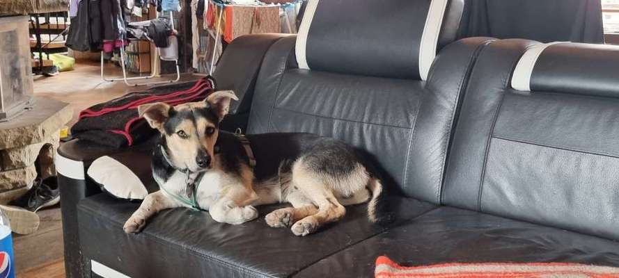 Mischlinge raten - Rätselspaß-Beitrag-Bild