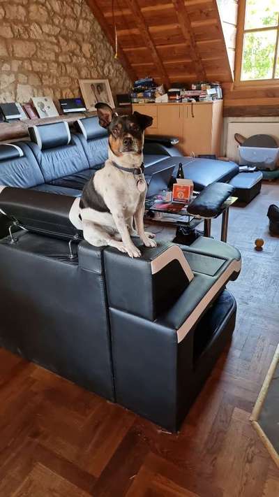 Mischlingshunde Foto Aufruf-Beitrag-Bild