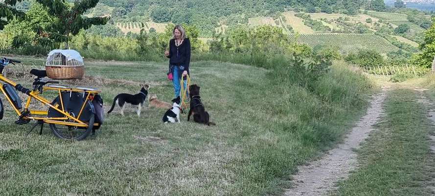 Mischlingshunde Foto Aufruf-Beitrag-Bild