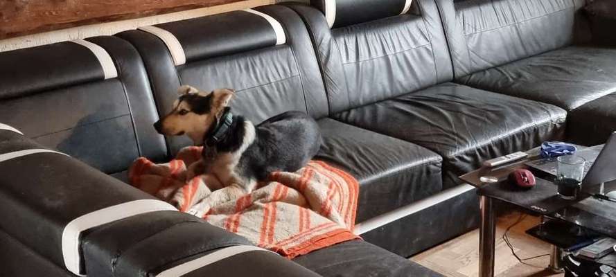 Mischlingshunde Foto Aufruf-Beitrag-Bild