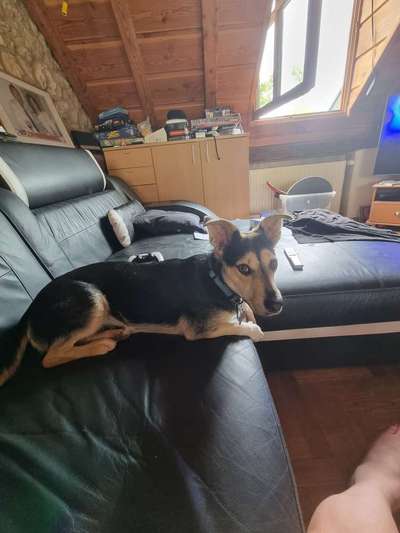 Mischlingshunde Foto Aufruf-Beitrag-Bild