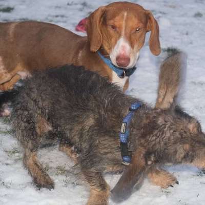 Zeige das lustigste Bild eures Hundis-Beitrag-Bild