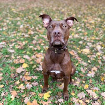 Hundetreffen-Gassirunde/Spielkamerad/Sitter-Bild