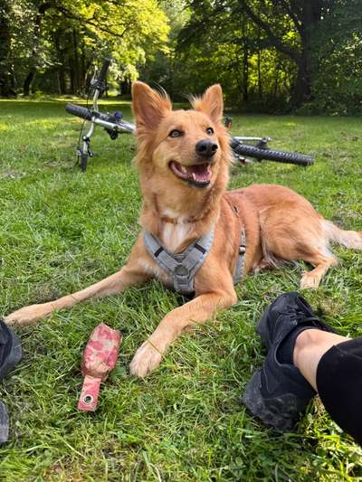 Hundetreffen-Spielpartner & Ausflügler gesucht-Bild