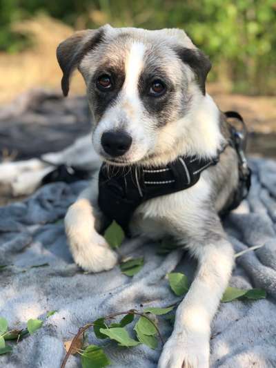 Hundetreffen-Gassirunde und Spielen-Bild