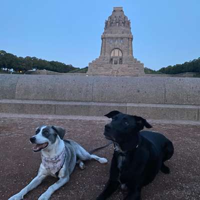 Hundetreffen-Spielstunde bei Canicross Leipzig