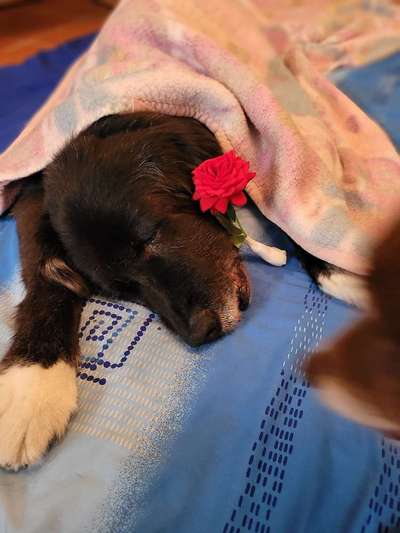 Unsere Fellnasen im Regenbogenland-Beitrag-Bild