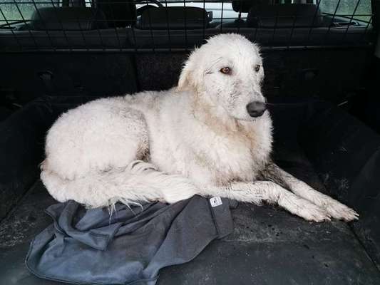 Barsoi (Russischer Windhund)-Beitrag-Bild