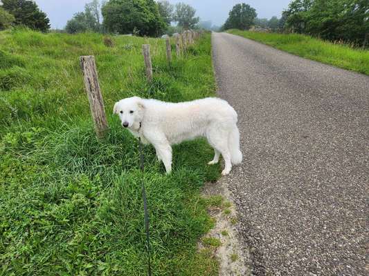 Barsoi (Russischer Windhund)-Beitrag-Bild
