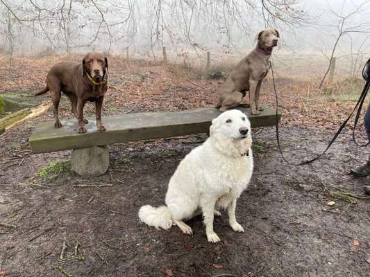 Herdenschutzhunde-Beitrag-Bild