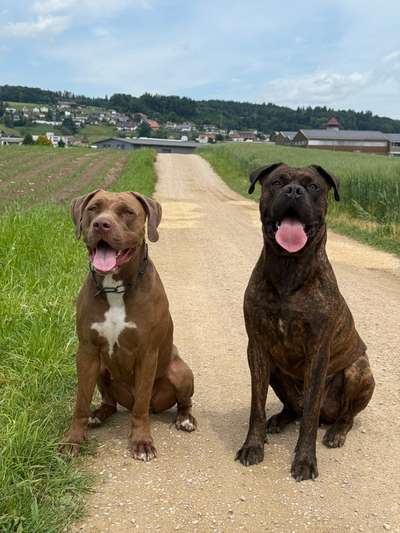 Hundetreffen-Gassitreff🐶-Bild