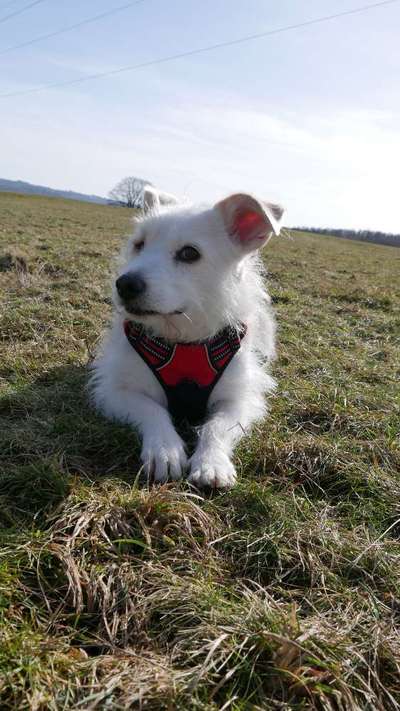 Die Dogorama Kalender Challenge Titelbild-Beitrag-Bild