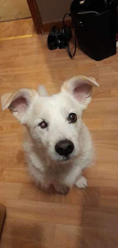 Mischlingshunde Foto Aufruf-Beitrag-Bild