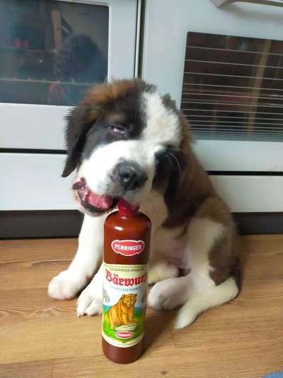 Wie heißt dein Hund?-Beitrag-Bild