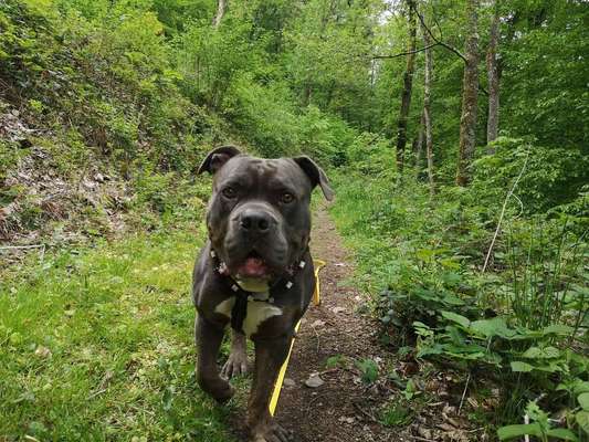 Gassi geher gesucht-Beitrag-Bild