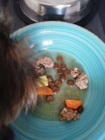 Zeigt her Eure Futternäpfe-Beitrag-Bild