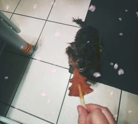 Zeigt her Eure Futternäpfe-Beitrag-Bild