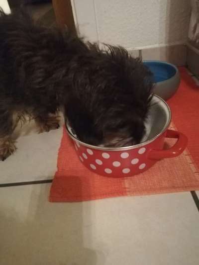 Zeigt her Eure Futternäpfe-Beitrag-Bild