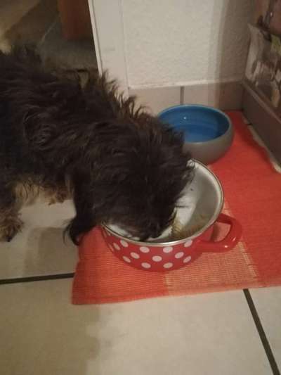 Zeigt her Eure Futternäpfe-Beitrag-Bild