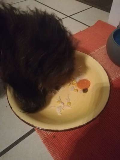 Zeigt her Eure Futternäpfe-Beitrag-Bild