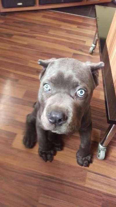 Welpen Bilder !-Beitrag-Bild