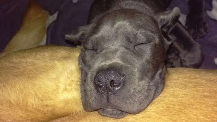 Welpen Bilder !-Beitrag-Bild