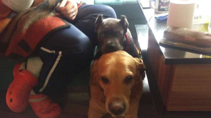 Welpen Bilder !-Beitrag-Bild