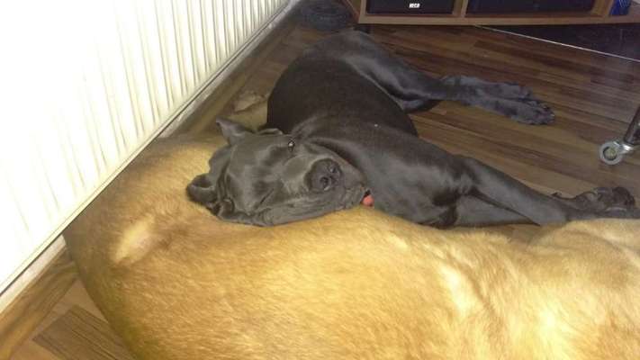 Welpen Bilder !-Beitrag-Bild