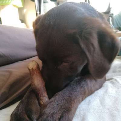 Hundetreffen-Welpen Spiel-Treffen 1:1
