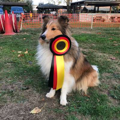 Shelties-Beitrag-Bild