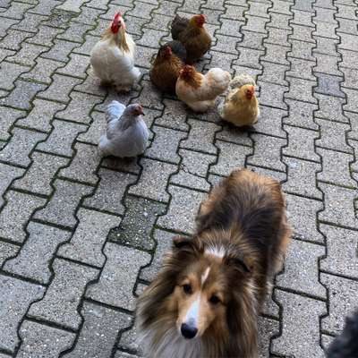 Shelties-Beitrag-Bild